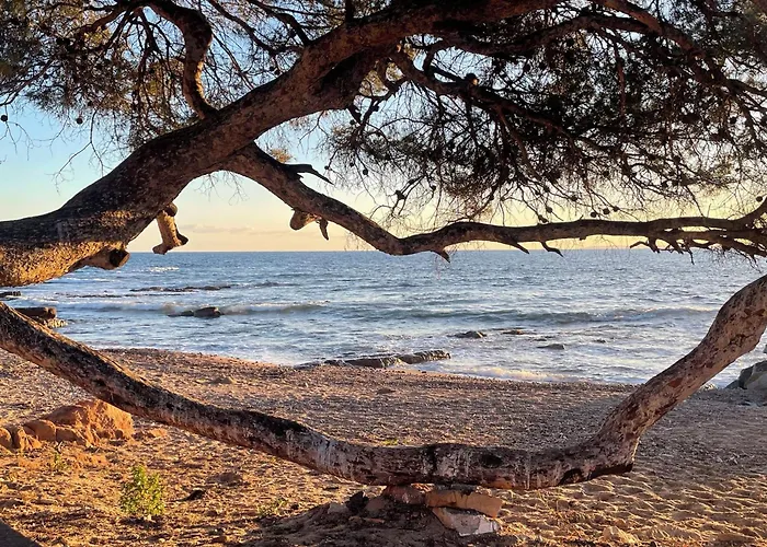 Les Anthemis- Bord De Saint-Raphaël